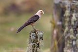 Yellow-headed Caracara - Daptrius chimachima