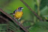 Dusky-faced Tanager Mitrospingus cassinii
