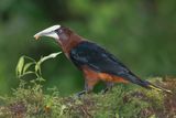 Chestnut-headed Oropendola - Psarocolius wagleri