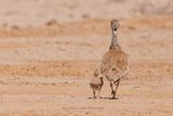 Rueppells bustard - Eupodotis rueppelli