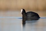 Eurasian coot - Fulica atra