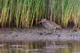 Great Snipe - Gallinago media