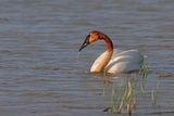 Trumpeter Swan - Cygnus buccinator