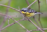 Magnolia Warbler - Setophaga magnolia