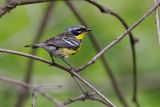 Magnolia Warbler - Setophaga magnolia