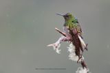 Buff-tailed Coronet - Boissonneaua flavescens
