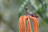 Buff-tailed Coronet - Boissonneaua flavescens