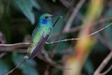 Lesser Violetear - Colibri cyanotus