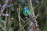 Lesser Violetear - Colibri cyanotus