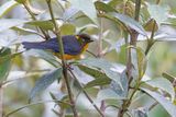 Lacrimose Mountain Tanager - Anisognathus lacrymosus