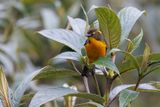 Lacrimose Mountain Tanager - Anisognathus lacrymosus