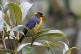 Lacrimose Mountain Tanager - Anisognathus lacrymosus