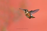 White-bellied Woodstar - Chaetocercus mulsant