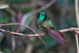Tyrian Metaltail - Metallura tyrianthina
