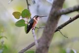 White-bellied Woodstar - Chaetocercus mulsant