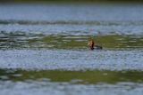 Redhead - Aythya americana