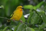 African Golden Weaver - Ploceus xanthops