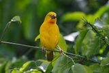 African Golden Weaver - Ploceus xanthops