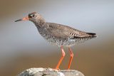 Redshank - Tringa totanus