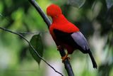 Andean Cock-of-the-rock - Rupicola peruviana