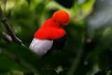 Andean Cock-of-the-rock - Rupicola peruviana