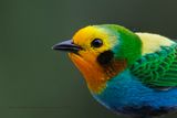 Multicolored Tanager - Chlorochrysa nitidissima