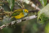 Silver-throated Tanager - Tangara icterocephala