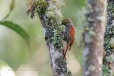 Pearled Treerunner - Margarornis squamiger