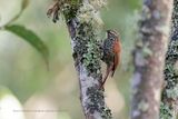 Pearled Treerunner - Margarornis squamiger