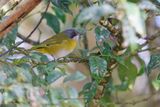 Ashy-throated Chlorospingus - Chlorospingus canigularis