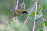 Moustached Brushfinch - Atlapetes albofrenatus
