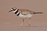 Killdeer - Charadrius vociferus