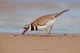 Killdeer - Charadrius vociferus