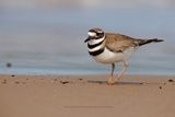 Killdeer - Charadrius vociferus
