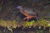 Sickle-winged Guan - Chamaepetes goudotii