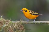 Golden Tanager - Tangara arthus
