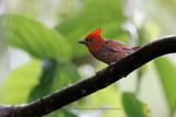 Crested Ant-Tanager - Habia cristata
