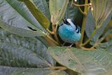 Metallic-green Tanager - Tangara labradorides
