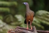 Sickle-winged Guan - Chamaepetes goudotii