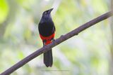Red-bellied Grackle - Hypopyrrhus pyrohypogaster