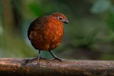 Chestnut Wood-Quail - Odontophorus hyperythrus