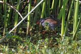 Bogota Rail - Rallus semiplumbeus