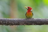 Red-headed barbet - Eubucco bourcierii