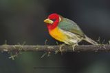Red-headed barbet - Eubucco bourcierii