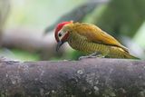 Golden-olive Woodpecker - Colaptes rubiginosus