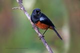 Chestnut-bellied Flowerpiercer - Diglossa gloriosissima