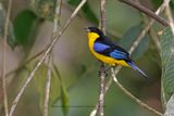 Blue-winged Mountain Tanager - Anisognathus somptuosus