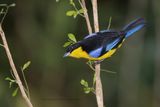 Blue-winged Mountain Tanager - Anisognathus somptuosus