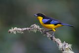 Blue-winged Mountain Tanager - Anisognathus somptuosus