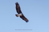 Martial eagle - Polemaetus bellicosus